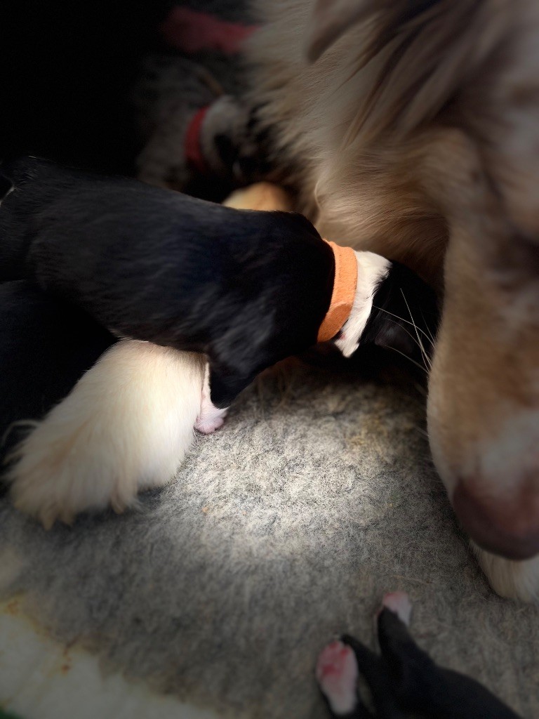 Du Bonheur D'Emir - Chiots disponibles - Berger Australien