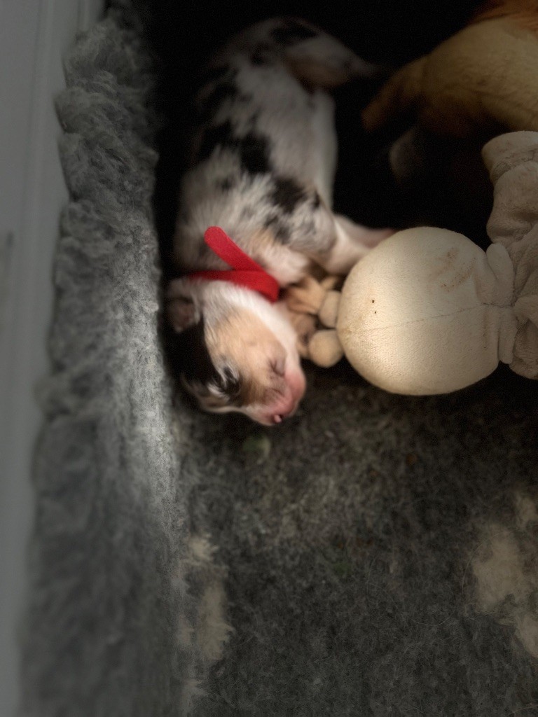 Du Bonheur D'Emir - Chiots disponibles - Berger Australien