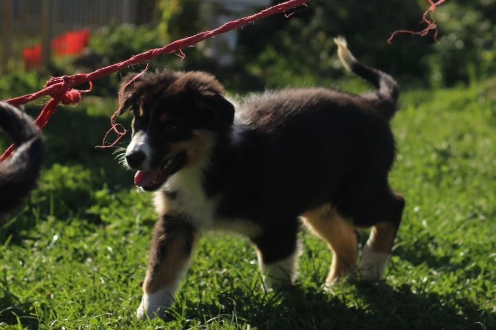 Du Bonheur D'Emir - Chiots disponibles - Berger Australien