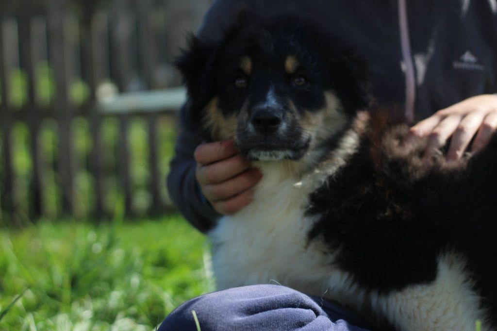 Du Bonheur D'Emir - Chiots disponibles - Berger Australien