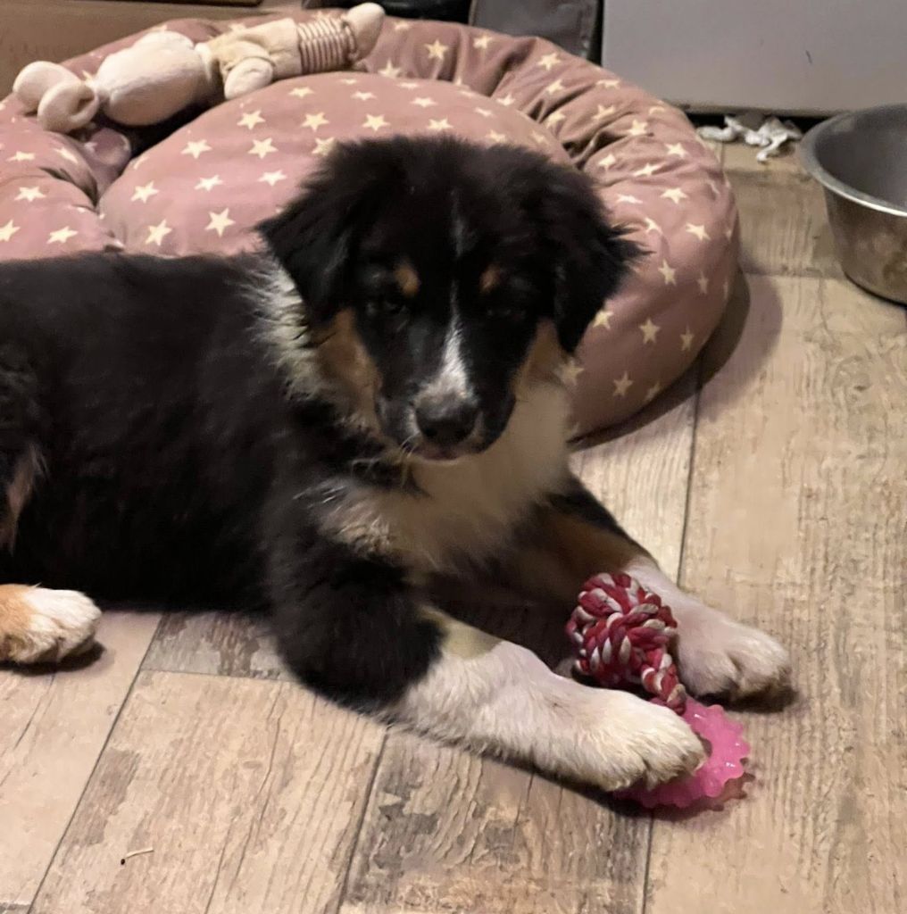 Du Bonheur D'Emir - Chiots disponibles - Berger Australien