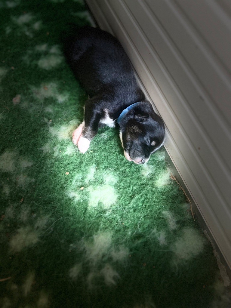 Du Bonheur D'Emir - Chiots disponibles - Berger Australien