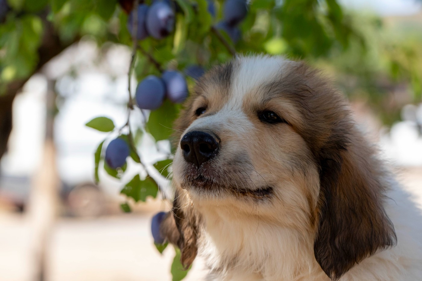 Du Bonheur D'Emir - Chiots disponibles - Chien de Montagne des Pyrenees
