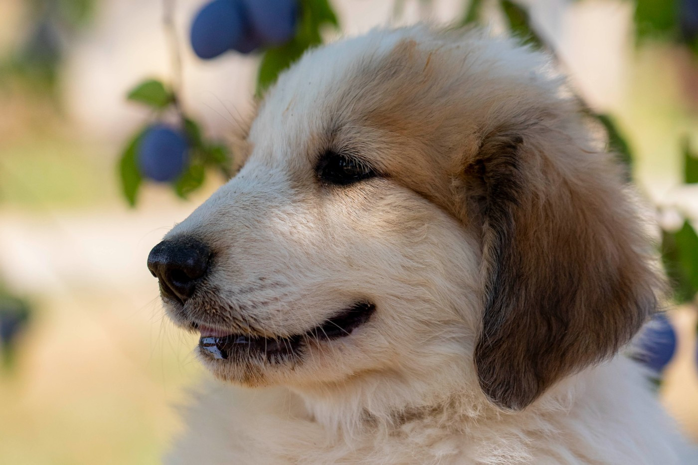 Du Bonheur D'Emir - Chiots disponibles - Chien de Montagne des Pyrenees