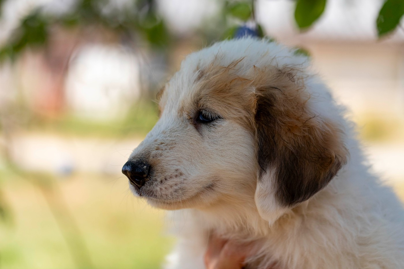 Du Bonheur D'Emir - Chiots disponibles - Chien de Montagne des Pyrenees