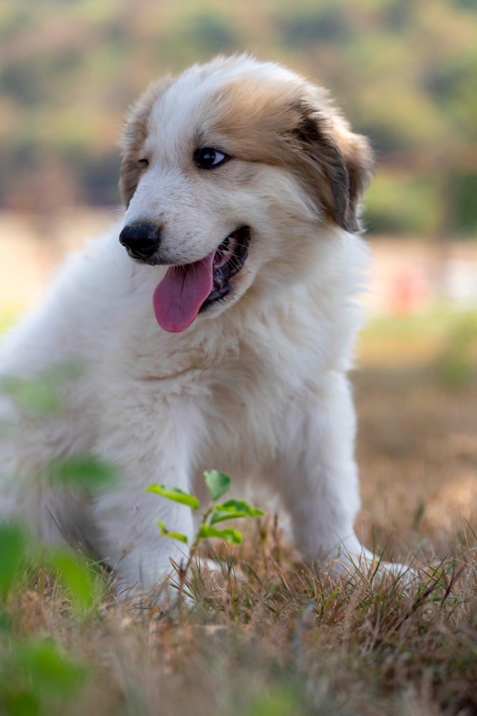 Du Bonheur D'Emir - Chiots disponibles - Chien de Montagne des Pyrenees