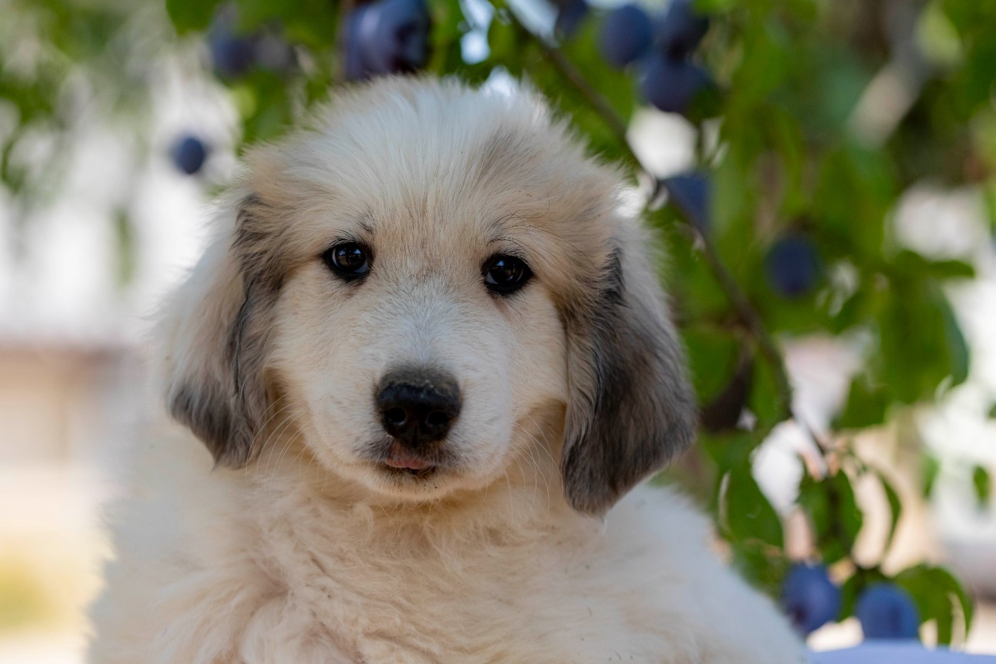 Du Bonheur D'Emir - Chiots disponibles - Chien de Montagne des Pyrenees