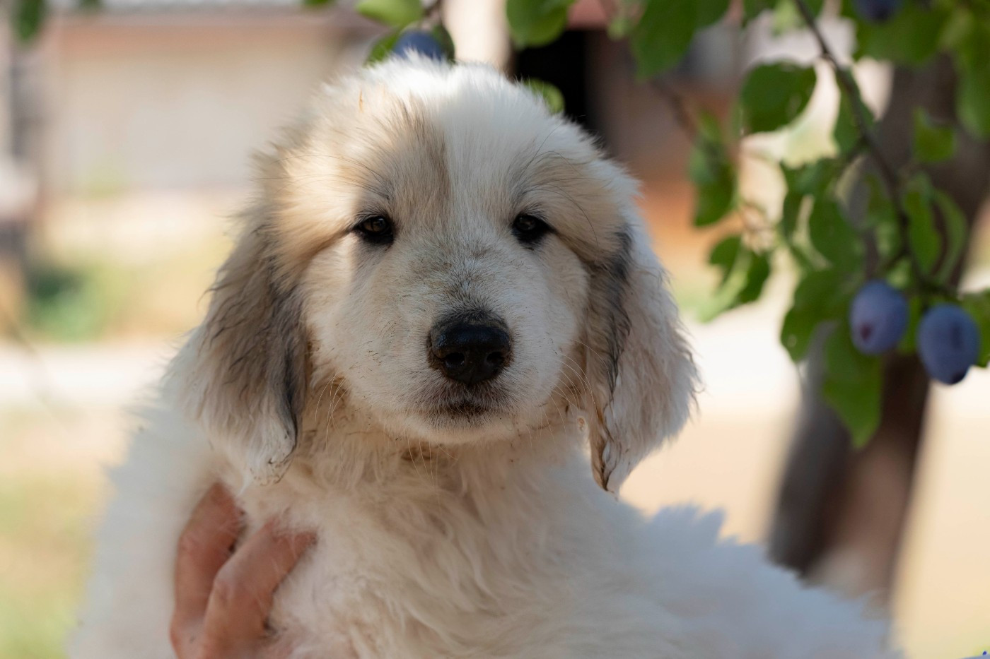 Du Bonheur D'Emir - Chiots disponibles - Chien de Montagne des Pyrenees