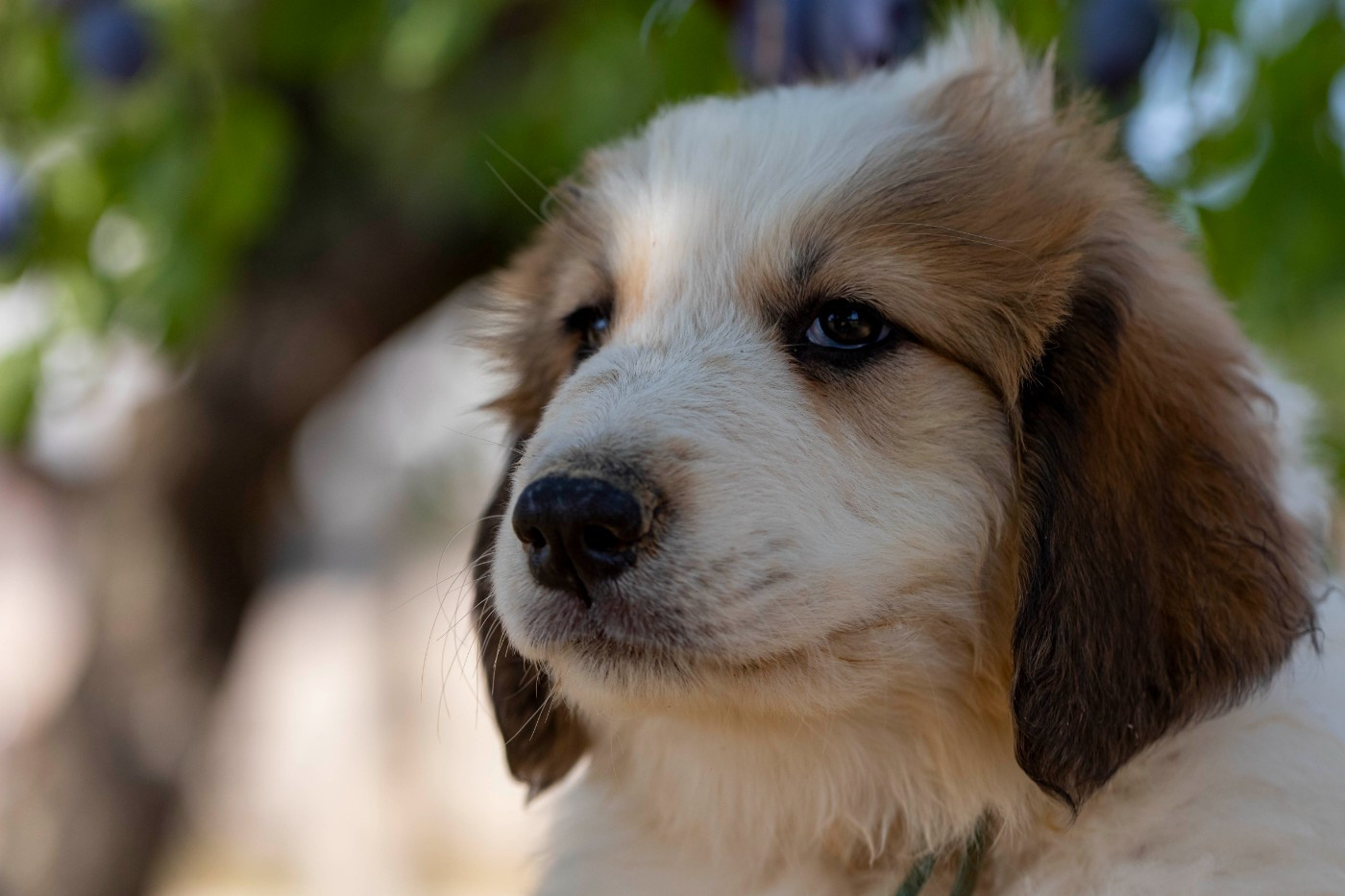 Du Bonheur D'Emir - Chiots disponibles - Chien de Montagne des Pyrenees