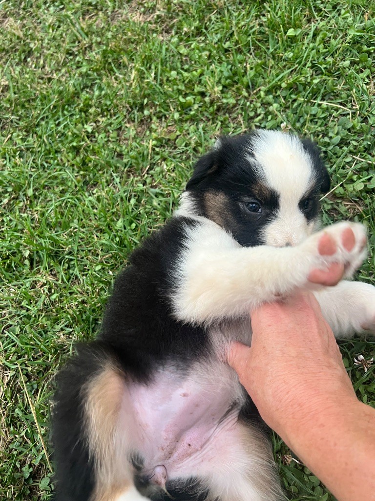 Du Bonheur D'Emir - Chiots disponibles - Berger Australien
