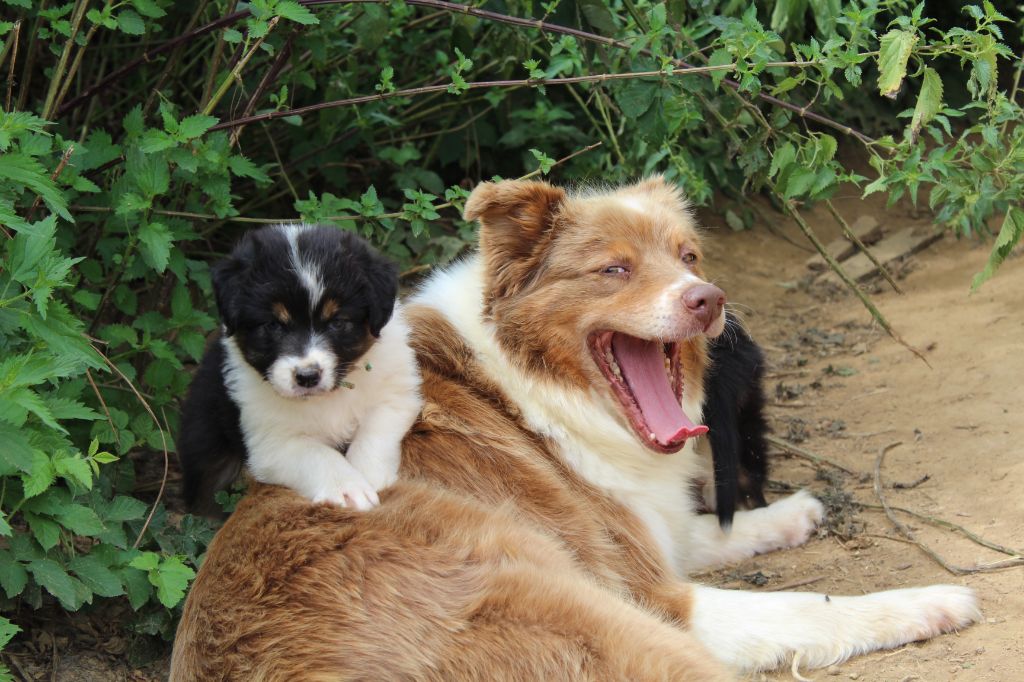 Du Bonheur D'Emir - Chiots disponibles - Berger Australien