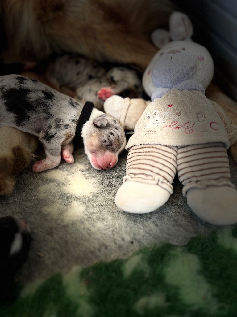 Du Bonheur D'Emir - Chiots disponibles - Berger Australien