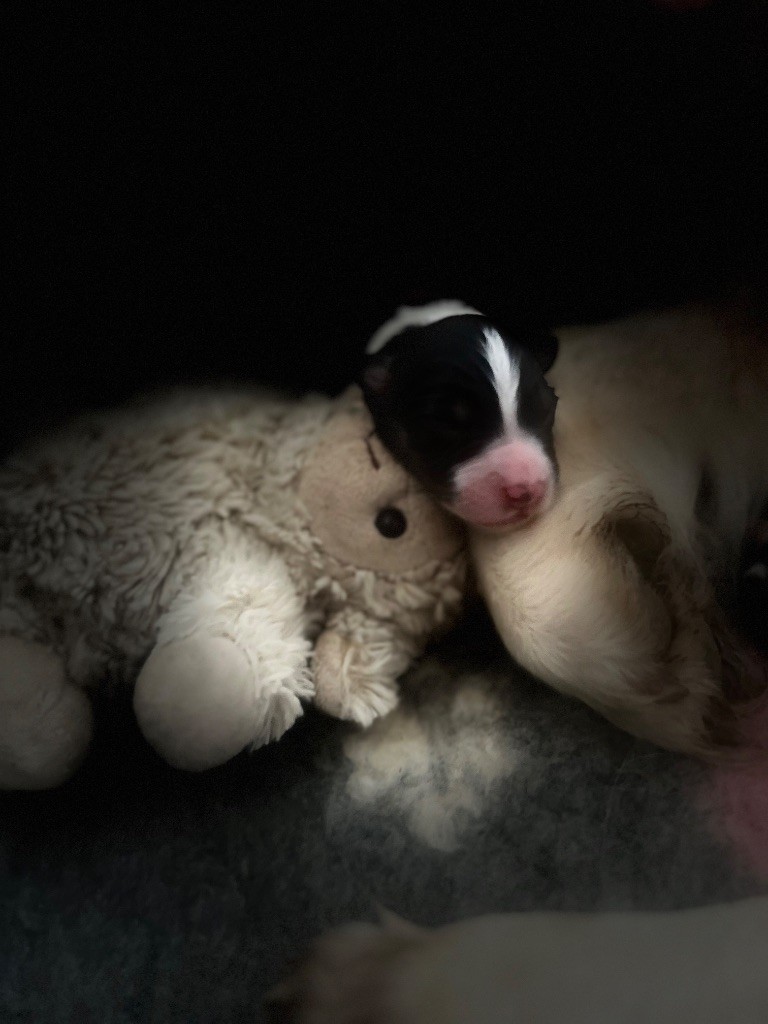 Du Bonheur D'Emir - Chiots disponibles - Berger Australien