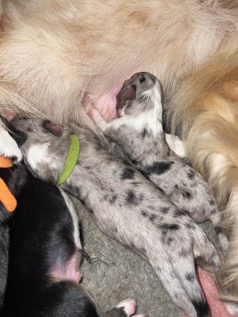 Du Bonheur D'Emir - Chiots disponibles - Berger Australien