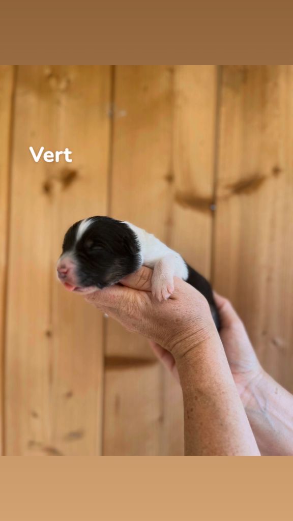 Du Bonheur D'Emir - Chiots disponibles - Berger Australien