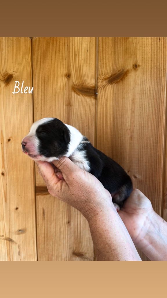 Du Bonheur D'Emir - Chiots disponibles - Berger Australien
