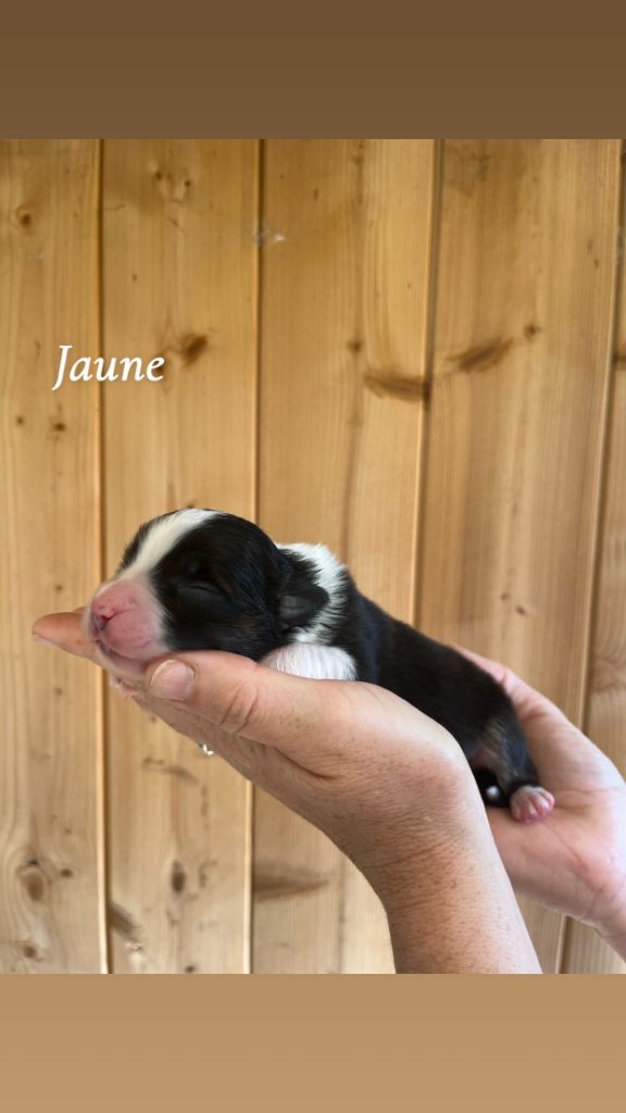 Du Bonheur D'Emir - Chiots disponibles - Berger Australien