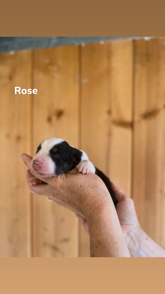 Du Bonheur D'Emir - Chiots disponibles - Berger Australien