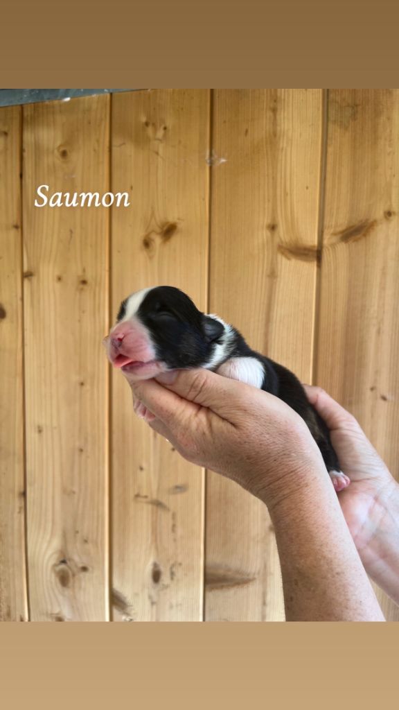 Du Bonheur D'Emir - Chiots disponibles - Berger Australien