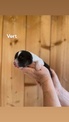 CHIOT collier vert