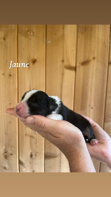 CHIOT collier jaune