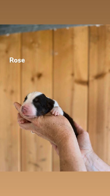 CHIOT collier rose