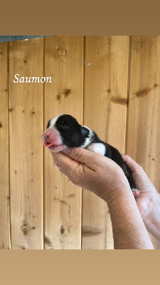 CHIOT collier saumon