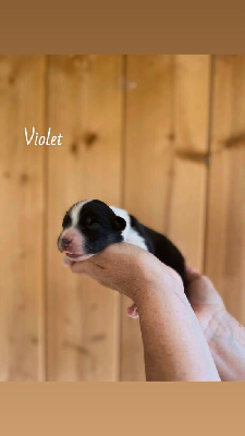 CHIOT collier violet