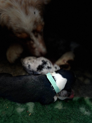 CHIOT collier bleu clair
