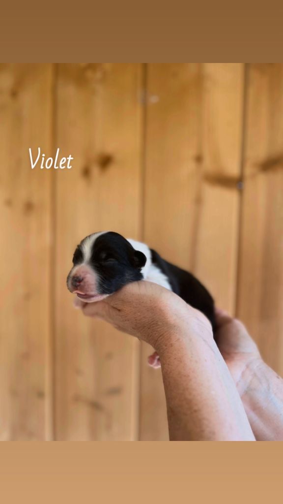 Du Bonheur D'Emir - Chiots disponibles - Berger Australien