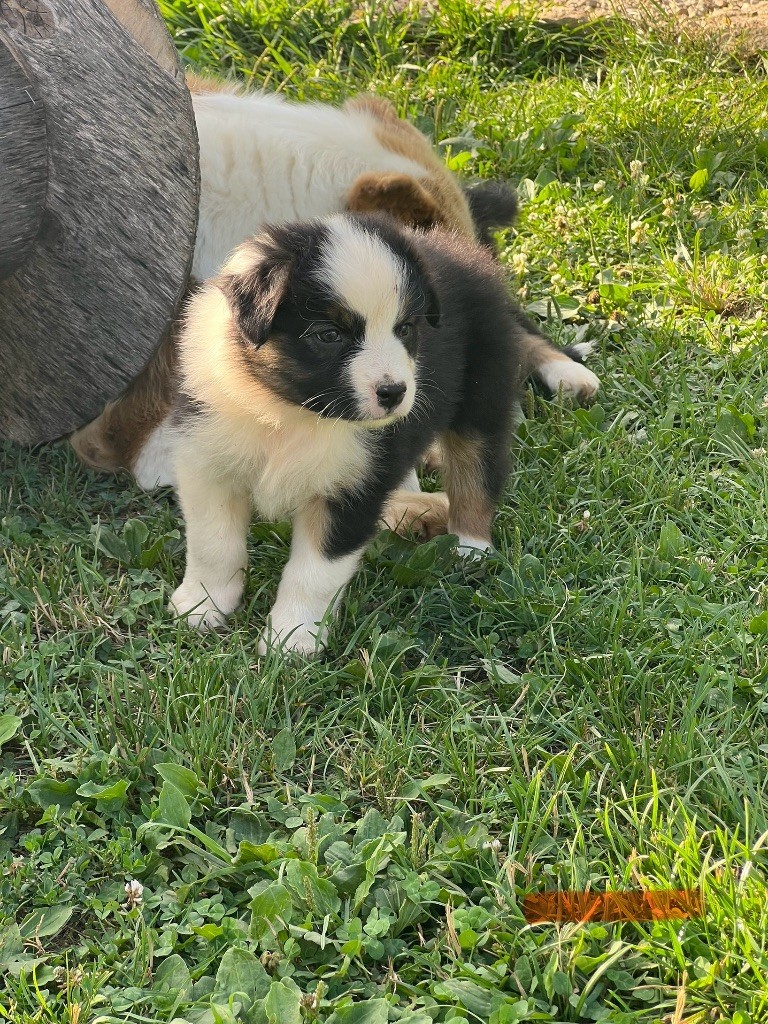 Du Bonheur D'Emir - Chiots disponibles - Berger Australien