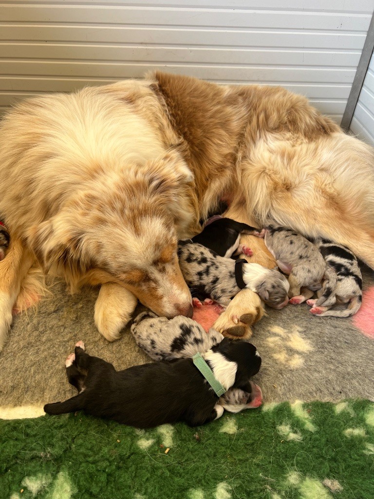 Chiot Berger Australien Du Bonheur D'Emir