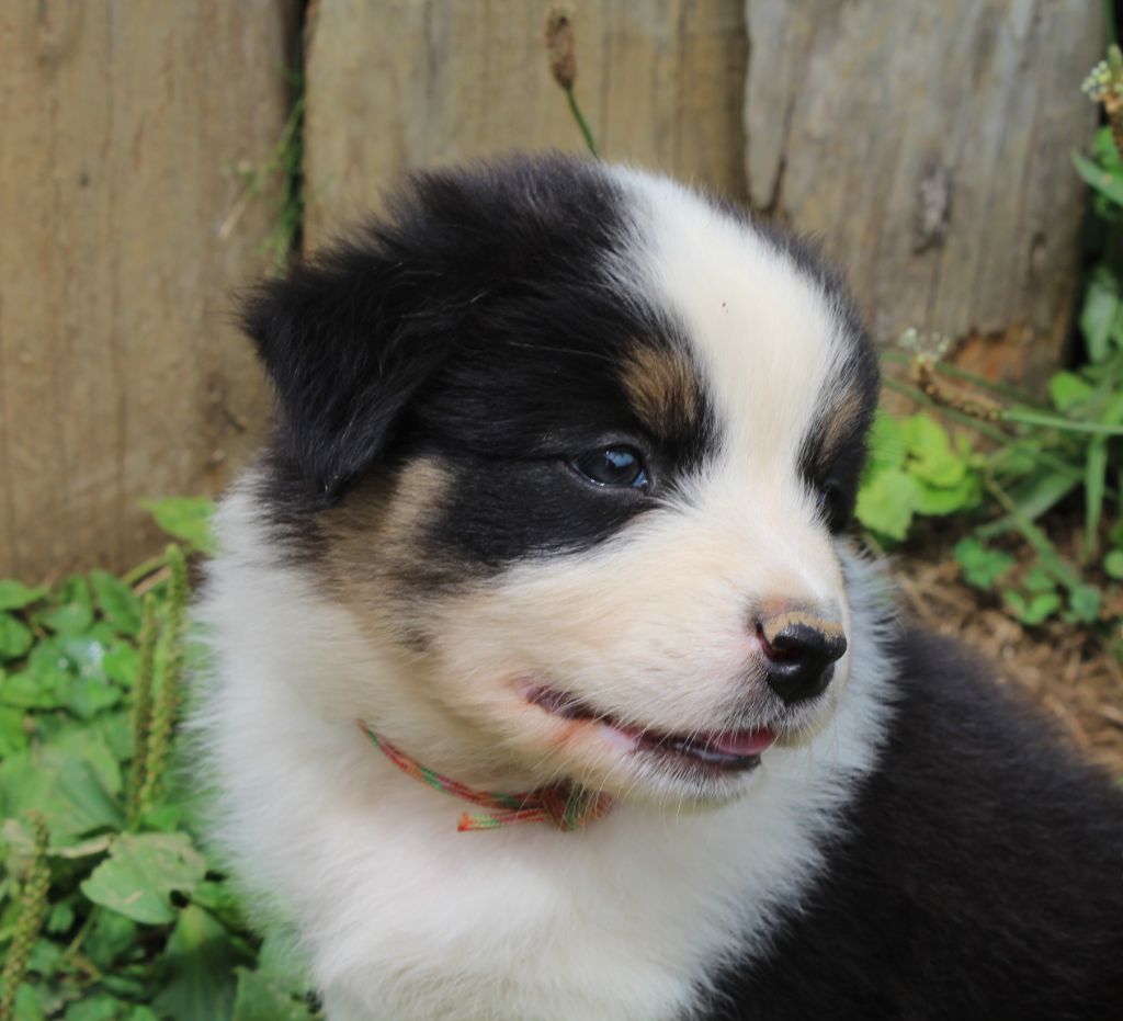 Du Bonheur D'Emir - Chiots disponibles - Berger Australien