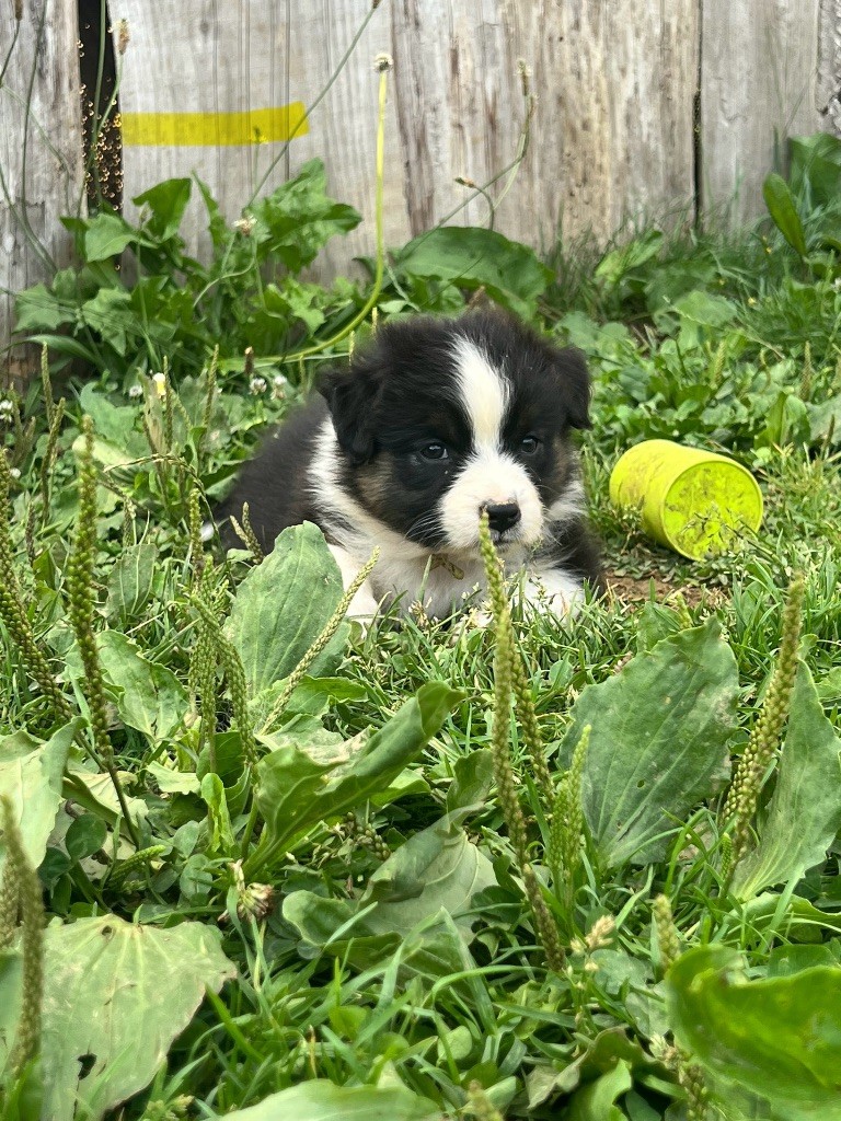 Du Bonheur D'Emir - Chiots disponibles - Berger Australien