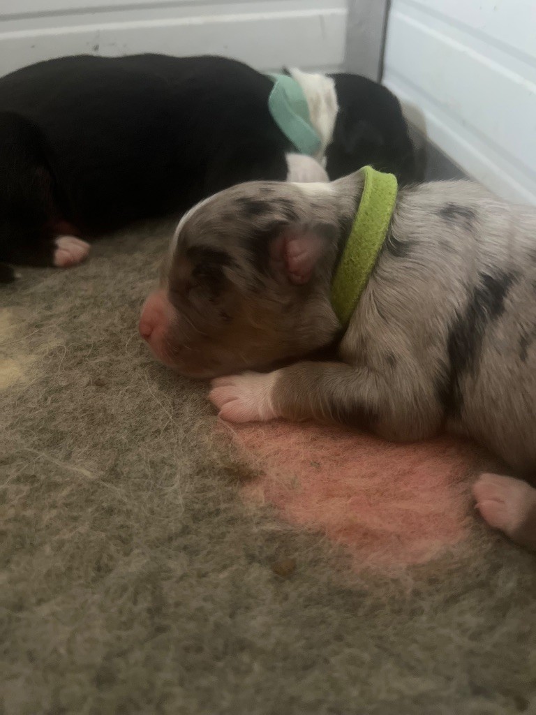 Du Bonheur D'Emir - Chiots disponibles - Berger Australien