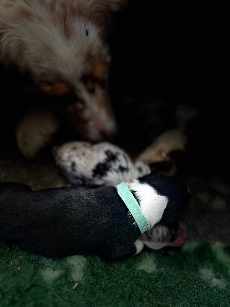 Du Bonheur D'Emir - Chiots disponibles - Berger Australien