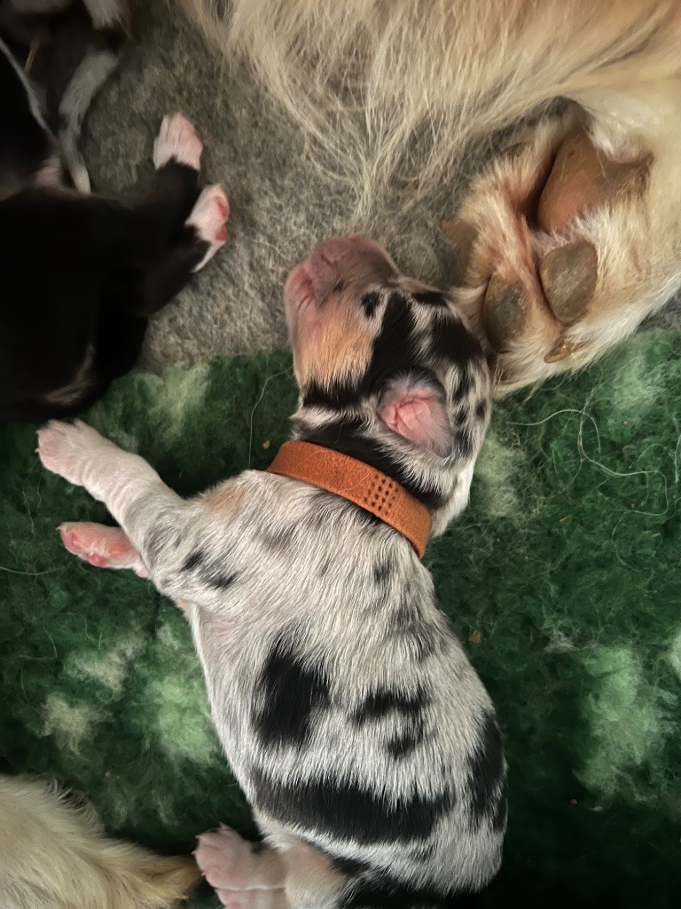 Du Bonheur D'Emir - Chiots disponibles - Berger Australien